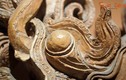 Tuyệt phẩm đầu rồng thời Trần được tìm thấy giữa trung tâm Hà Nội 