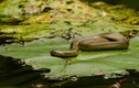 Top loài rắn nước độc nhất Việt Nam, có loài trông như hổ mang