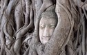 Giải mã tượng Phật ẩn mình trong rễ cây 700 năm tuổi 