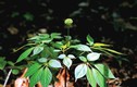 Cận cảnh loài cây “thần dược” của Việt Nam cả thế giới săn lùng