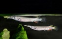 Loài cá mỏ dài của Việt Nam hút hồn dân chơi cá cảnh