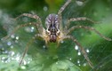 Sởn gai ốc các loài nhện Việt Nam qua ảnh của phó nháy Mỹ