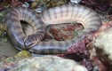 Điểm danh những loài rắn biển có nọc độc cực mạnh ở Việt Nam