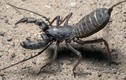 Loài bọ cạp phun axit khiến kẻ thù bỏ chạy, Việt Nam có đầy