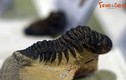 Ngắm bộ sưu tập hóa thạch bọ ba thùy cực quý ở Hà Nội