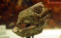 Soi những mẫu hóa thạch thú cổ cực quý, một loài của Việt Nam