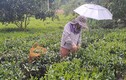 Thái Nguyên: Trồng chè sạch giúp nông dân tăng thu nhập