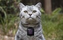 Mèo có thể tự chia sẻ ảnh lên Instagram bằng Catstacam