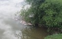 Truy tìm đối tượng vứt hàng chục con lợn chết xuống sông Ngàn Trươi
