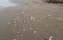 Cá chết dạt vào bờ biển Hà Tĩnh trải dài khoảng 4km 