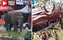 Video: Bị bạn tình “cấm” quan hệ, voi đực nổi điên phá tan làng xóm, quật hỏng 9 xe hơi