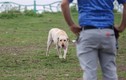 Video: Chó thả rông, không rọ mõm vẫn 'tung hoành' ở Hà Nội