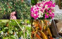 Vy Oanh thu hoạch hoa trái trong vườn của biệt thự 1400m2