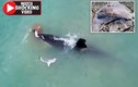 Video: Cá voi sát thủ khổng lồ moi gan, vứt xác cá đuối lên bờ