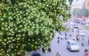 Video: Dân đề xuất chặt bớt cây hoa sữa, công ty cây xanh Hà Nội nói gì?