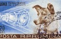 Nỗi đau chó Laika được đưa lên vũ trụ và sự thật phũ phàng