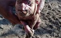 Kinh hãi: Lợn con sinh ra có mặt giống người