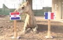 Video: Linh vật dự đoán sốc trận chung kết World Cup Pháp - Croatia