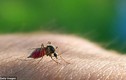 Khuyến cáo lây nhiễm virus Zika qua đường tình dục lan rộng