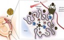 Phát hiện mới về đường nhiễm virus Zika từ mẹ sang con