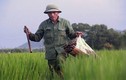 Chùm ảnh làng quê: Nghề bắt lươn đồng ở xứ Nghệ