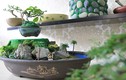 Bonsai bay hút khách Sài Gòn giá bạc triệu