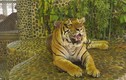 Cuộc sống tồi tệ của những chú hổ trong vườn thú Thái Lan