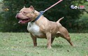 Kinh hãi cảnh chó Pitbull cắn xé đồng loại đến chết