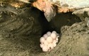Điều kinh ngạc về rùa biển Ninh Thuận khiến bạn sửng sốt