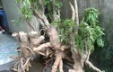 Video: Chỉ một nhúm lá cây quanh nhà cũng giúp não minh mẫn