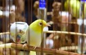 Video: Chiêm ngưỡng những chú chim giá bạc tỷ của Chương Tailor