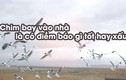 Video: Chim bay vào nhà báo điềm tốt hay xấu?