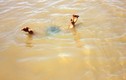 Đắk Lắk: Đi bắt ốc, một học sinh tiểu học đuối nước thương tâm