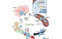 Nhịn ăn có giúp chống ung thư tốt hơn?