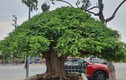 Cây ăn quả thành bonsai, chủ nhân ra giá 300 triệu mới bán