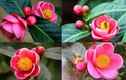Những loài cây mang đến tài lộc cho gia đình ngày Tết