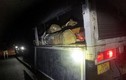 Quảng Nam: Phát hiện vụ vận chuyển gỗ trắc 'khủng' không rõ nguồn gốc