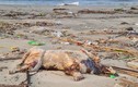 2 tháng sau trận mưa lịch sử, biển Đà Nẵng vẫn tràn ngập rác