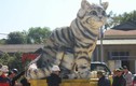 Mèo “hoàng hậu” ở Quảng Trị đẹp thế nào mà dân đội nắng chờ xem