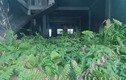 Ngỡ ngàng loạt shophouse chục tỷ bỏ hoang trở thành “nhà kính trồng cỏ“