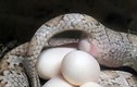 Clip: Toàn cảnh quá trình đẻ trứng của rắn