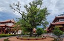 Ngắm cây me cổ thụ vô giá tại Đền thờ Tây Sơn Tam Kiệt