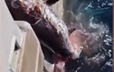 Cá mập táo tợn tranh cướp cá kiếm của ngư dân 