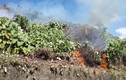 Cháy rừng Hải Vân, huy động 150 người dập lửa: Thiệt hại thế nào?