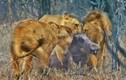 3 con sư tử hợp lực kéo con lợn rừng ra khỏi hang