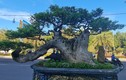 Ngắm những gốc bonsai “cổ - kỳ - mỹ” đáng giá cả gia tài