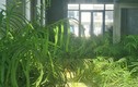 Đà Nẵng: Biệt thự tiền tỷ thành nhà hoang, cỏ mọc kín phòng khách