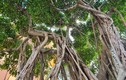 Cận cảnh loạt bonsai “phong thủy” được nhiều đại gia săn lùng