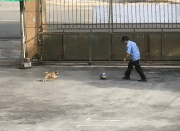 Khoảnh khắc đáng yêu bác bảo vệ chơi bóng cùng cún con ở sân trường