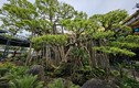 Cận cảnh tuyệt phẩm bonsai “con rồng Châu Á” tiền tỷ có 1-0-2
